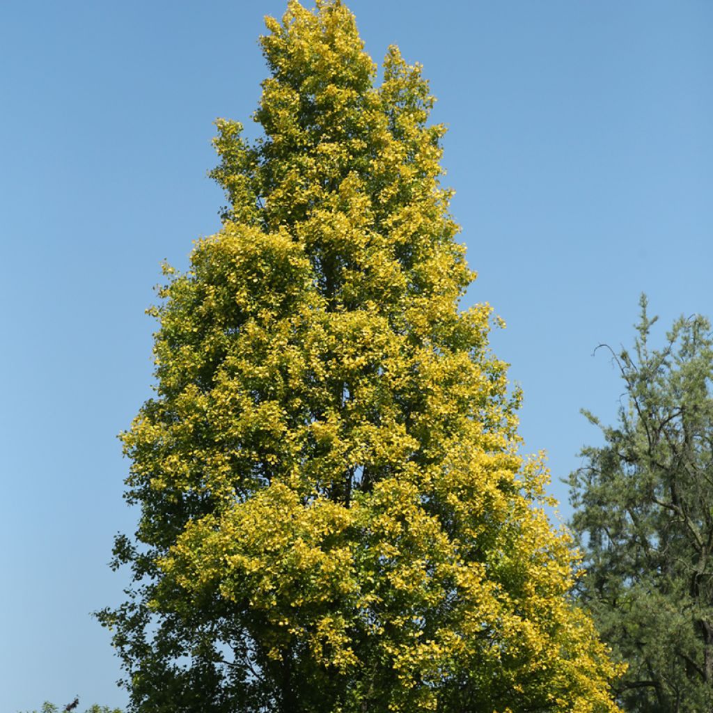 Mustapoppeli Lombardy Gold