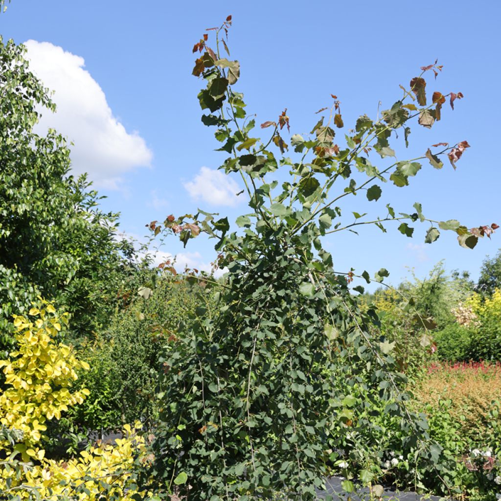 Haapa Pendula