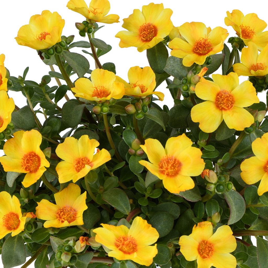 Vihannesportulakka Pazzaz Nano Yellow Twist