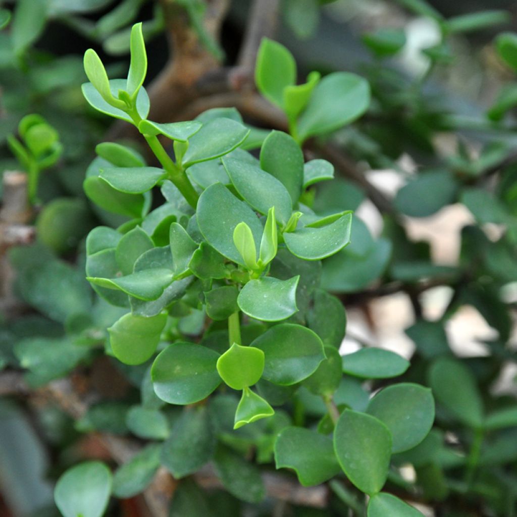 Pensasportulakka Macrophylla