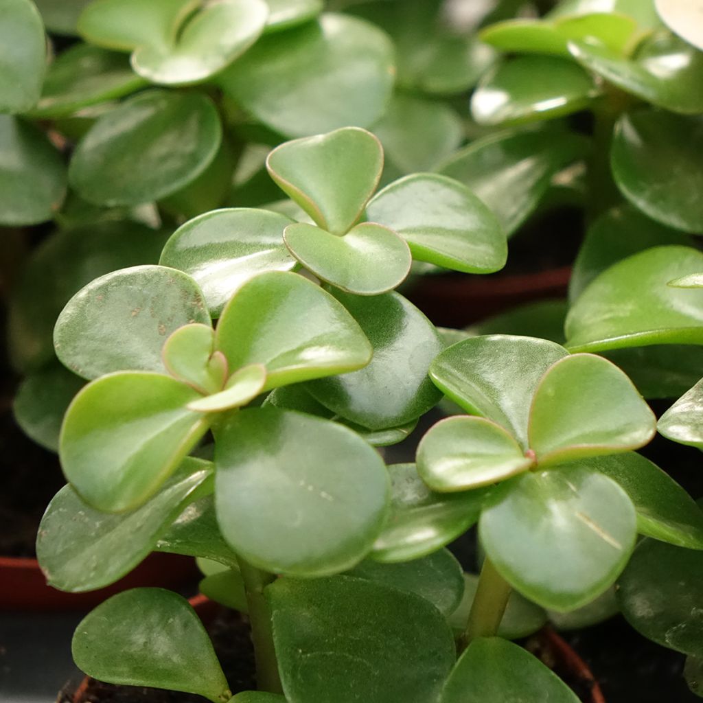 Pensasportulakka Variegata
