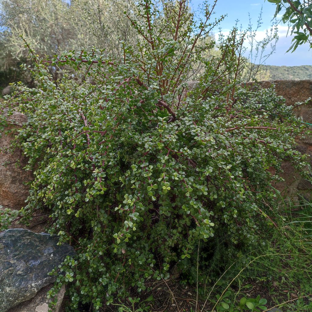 Pensasportulakka - Portulacaria afra