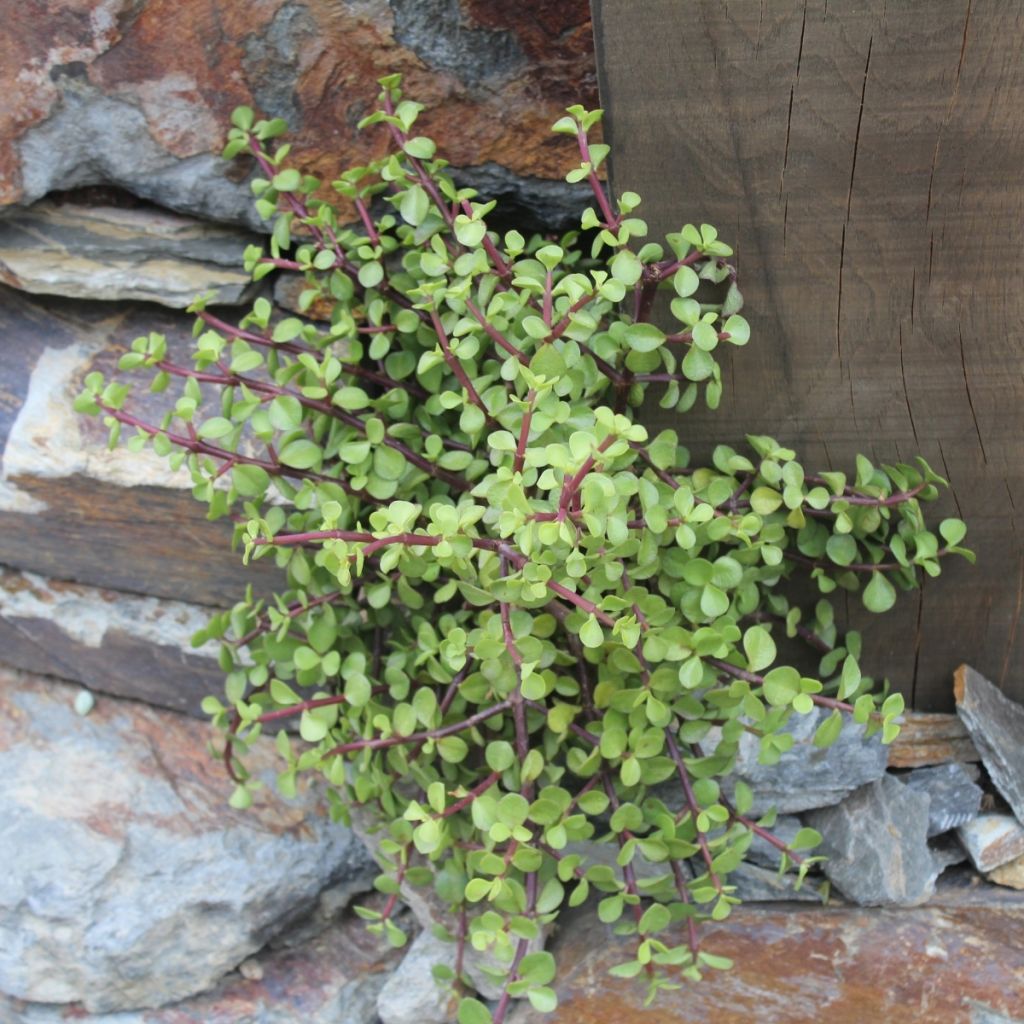 Pensasportulakka - Portulacaria afra