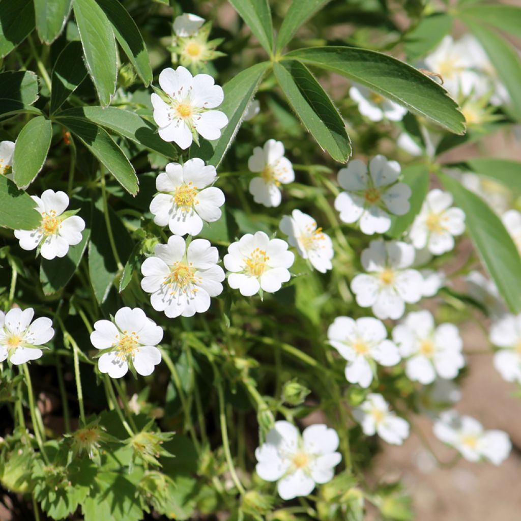 Sveitsinhanhikki - Potentilla alba