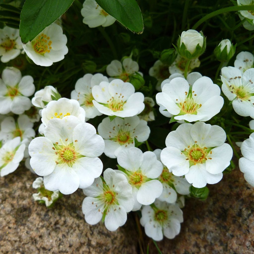 Sveitsinhanhikki - Potentilla alba