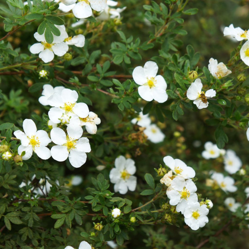 Sveitsinhanhikki - Potentilla alba