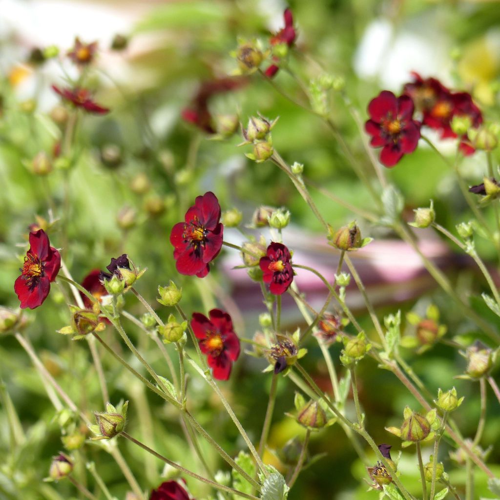 Verihanhikki - Potentilla atrosanguinea