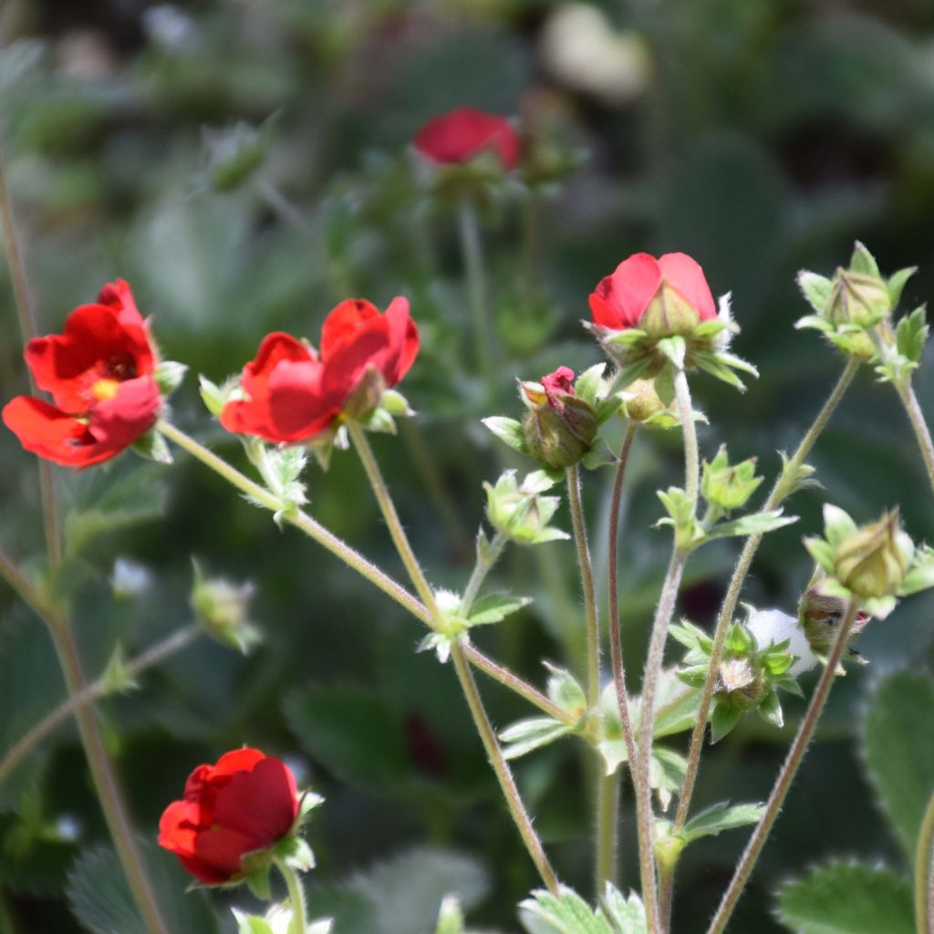 Verihanhikki - Potentilla atrosanguinea