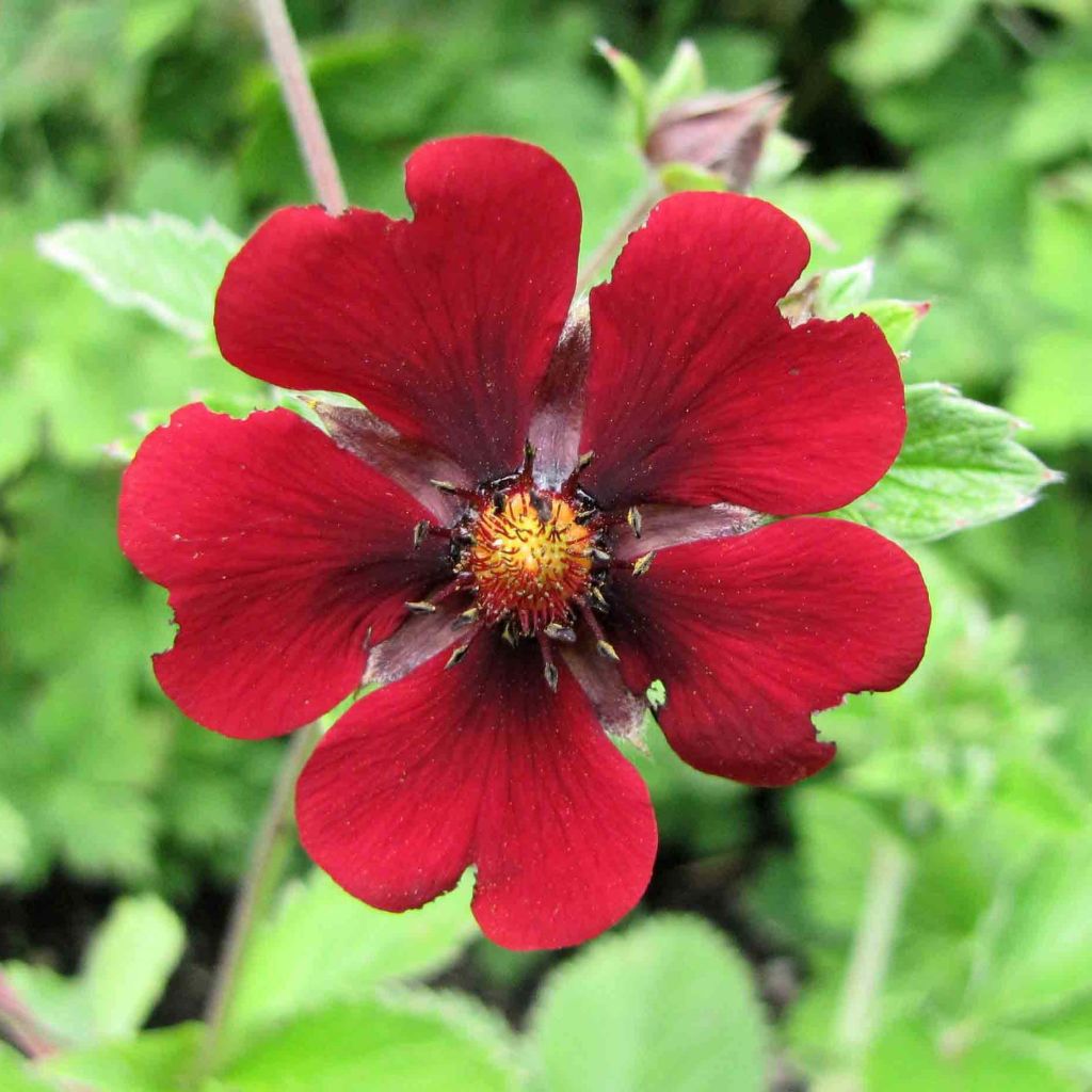 Verihanhikki - Potentilla atrosanguinea