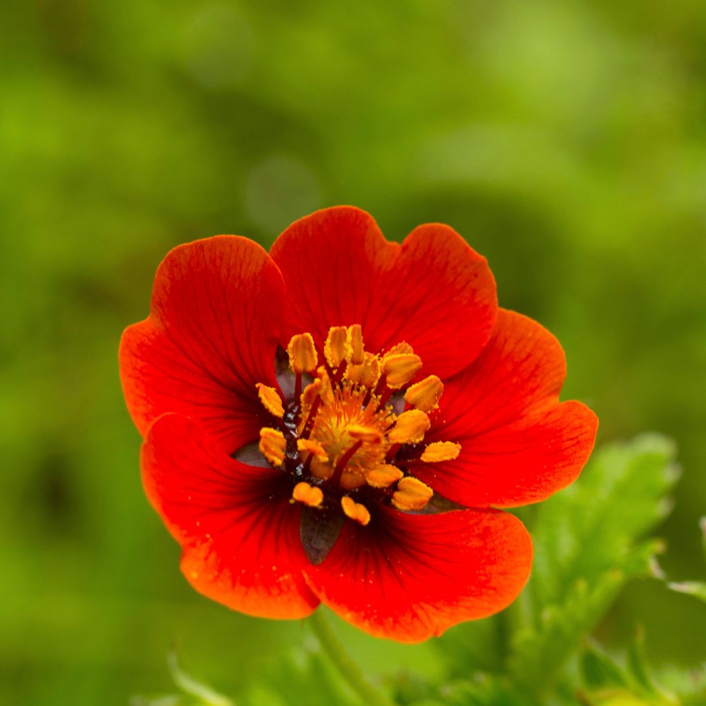 Verihanhikki - Potentilla atrosanguinea