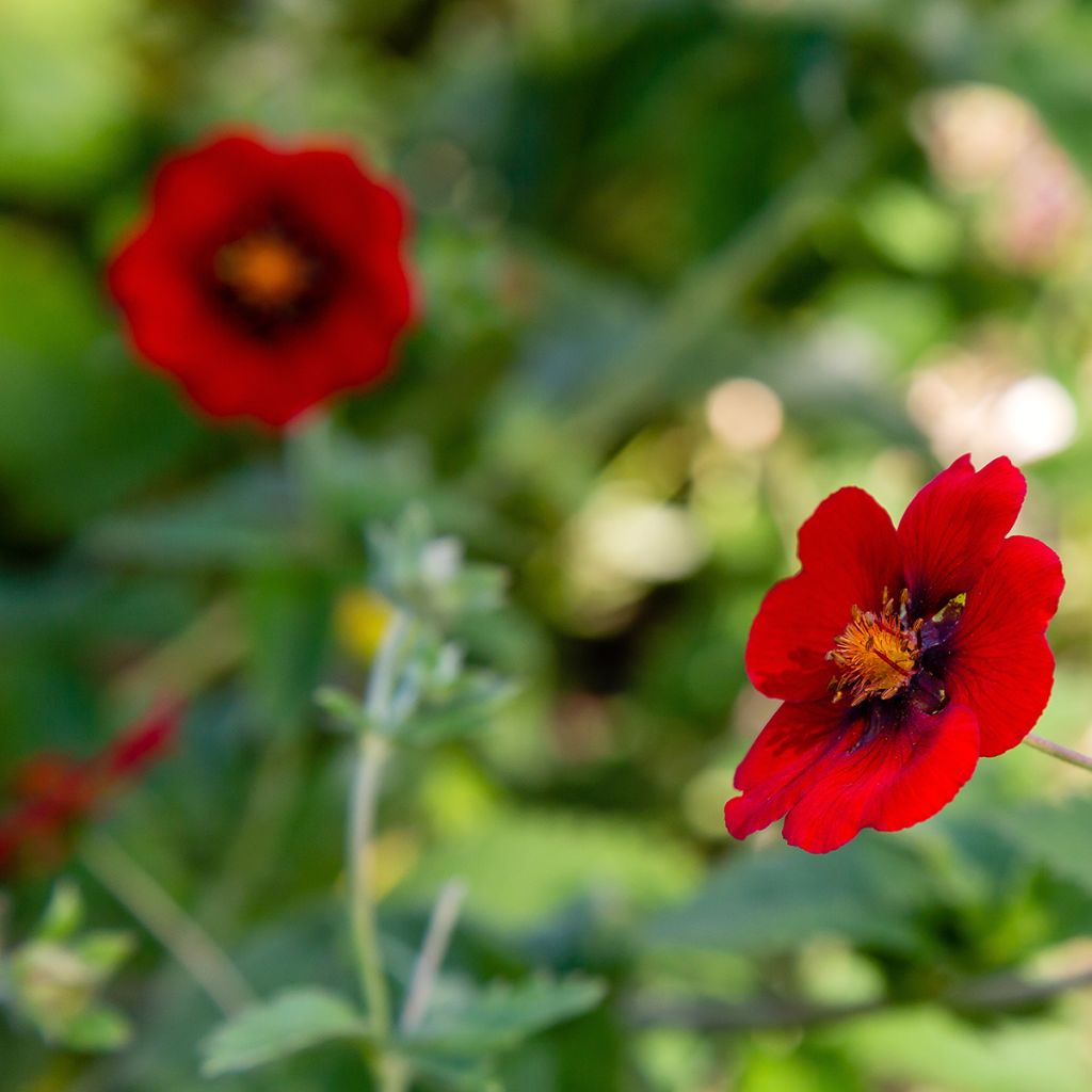 Verihanhikki - Potentilla atrosanguinea
