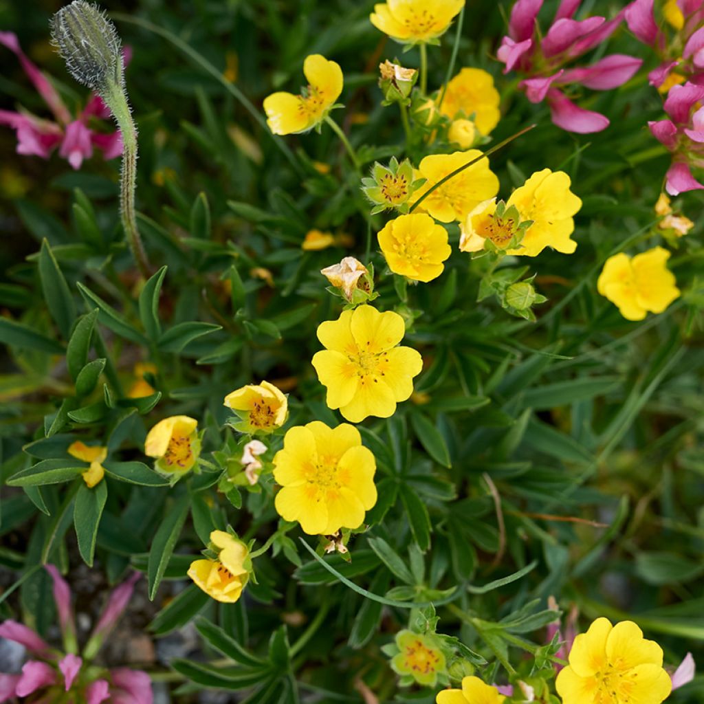 Kultahanhikki - Potentilla aurea