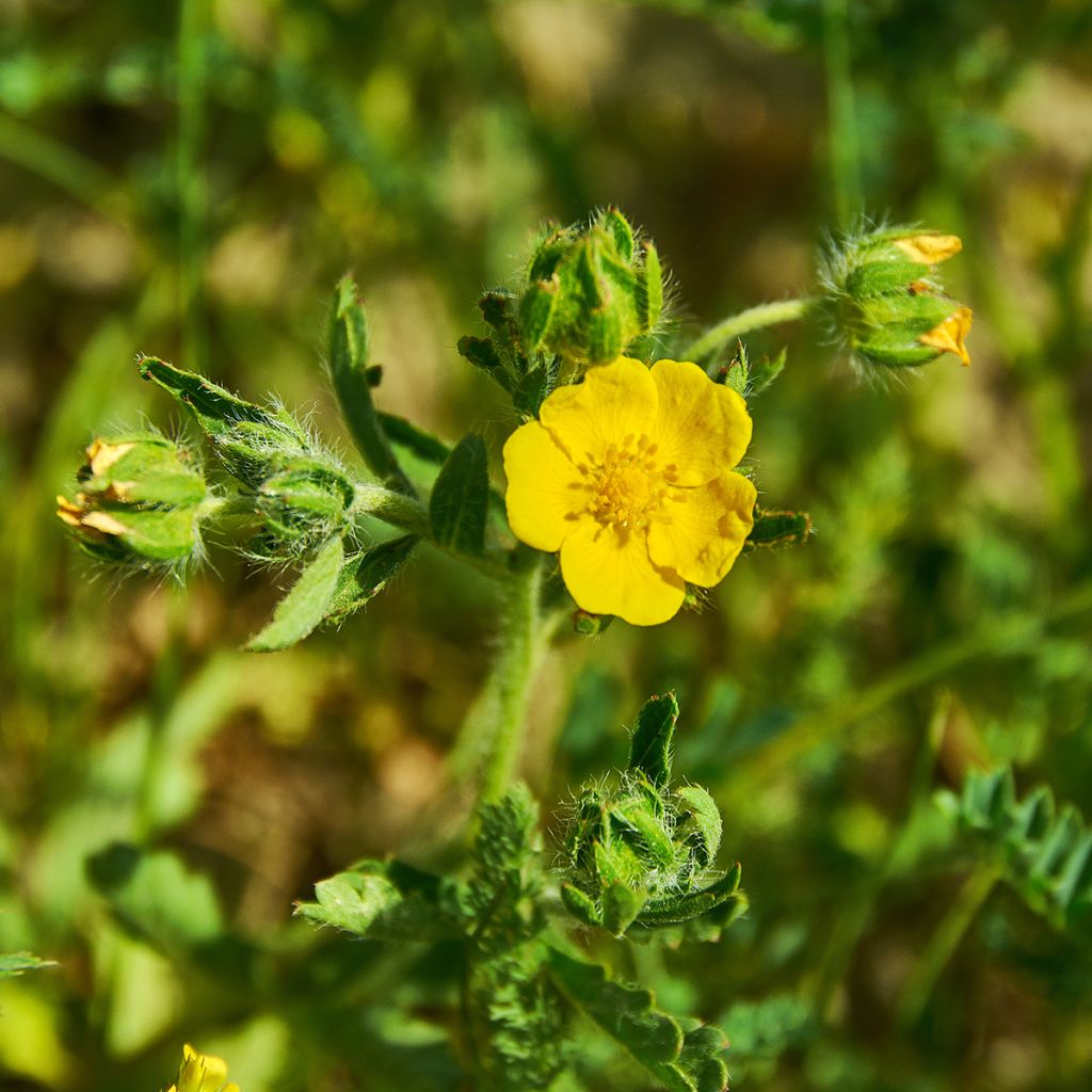 Japaninhanhikki - Potentilla megalantha