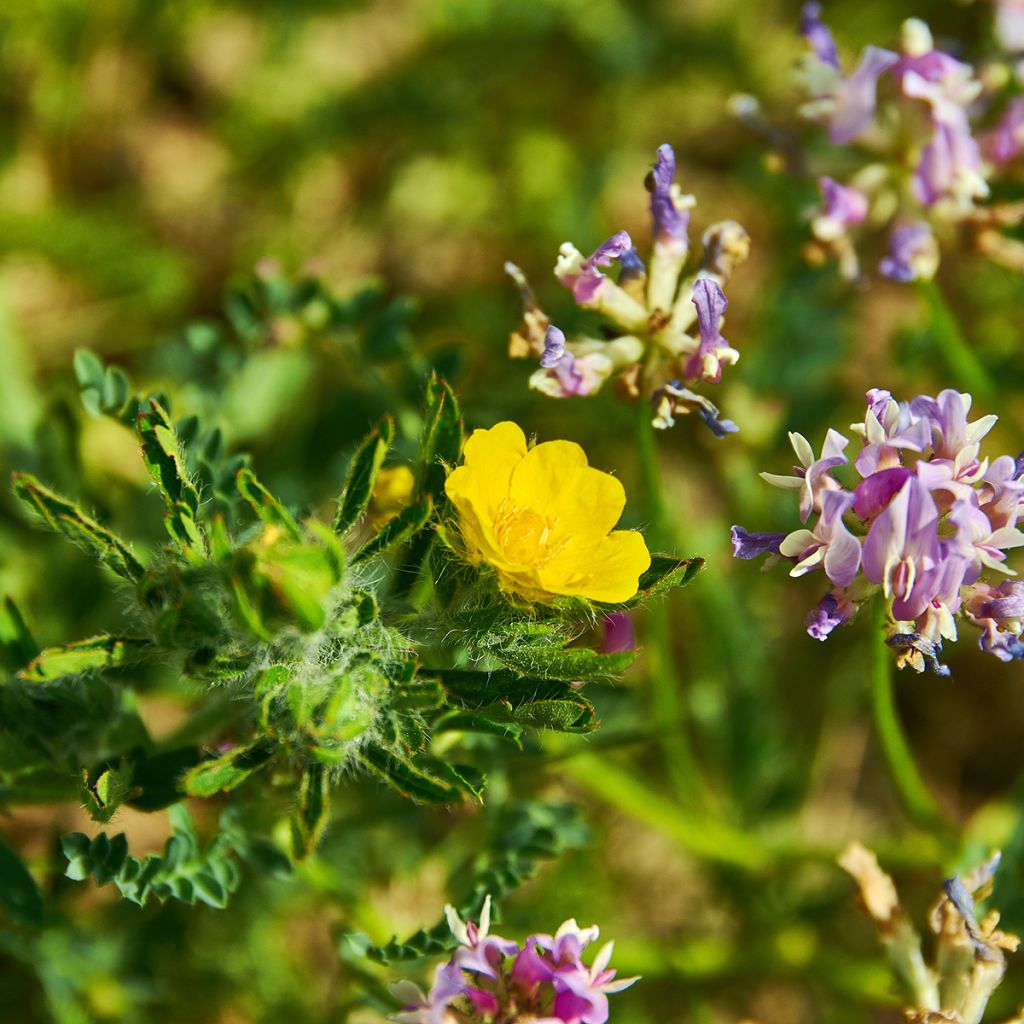 Japaninhanhikki - Potentilla megalantha