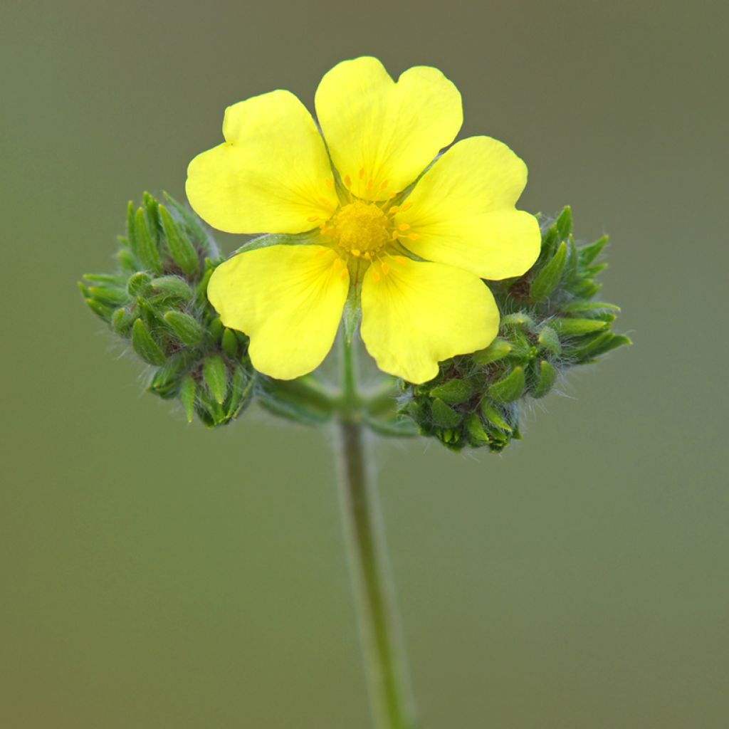Pystyhanhikki Warrenii