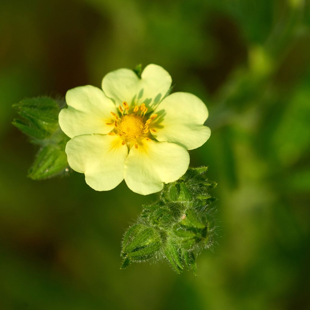Pystyhanhikki var. sulphurea