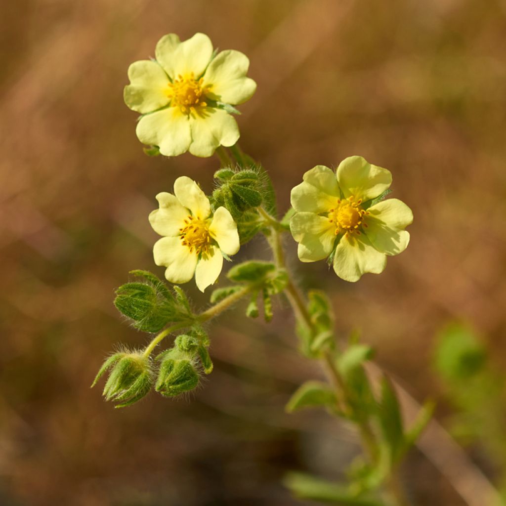 Pystyhanhikki var. sulphurea