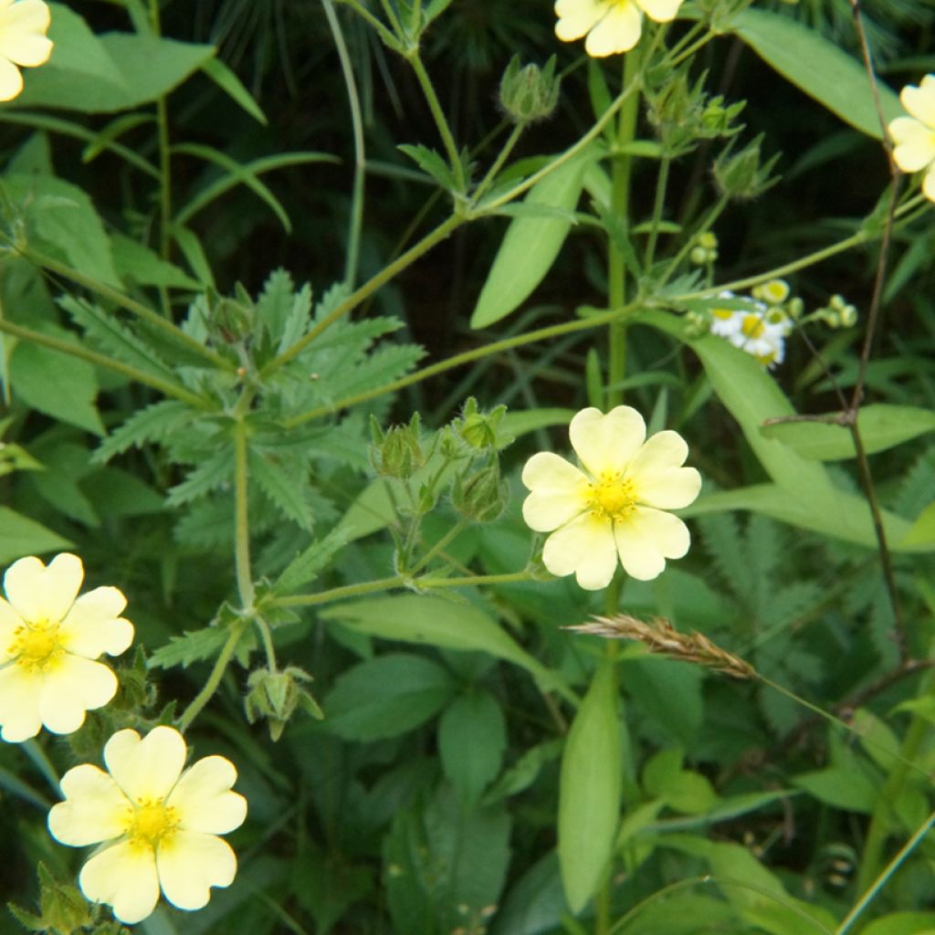 Pystyhanhikki var. sulphurea