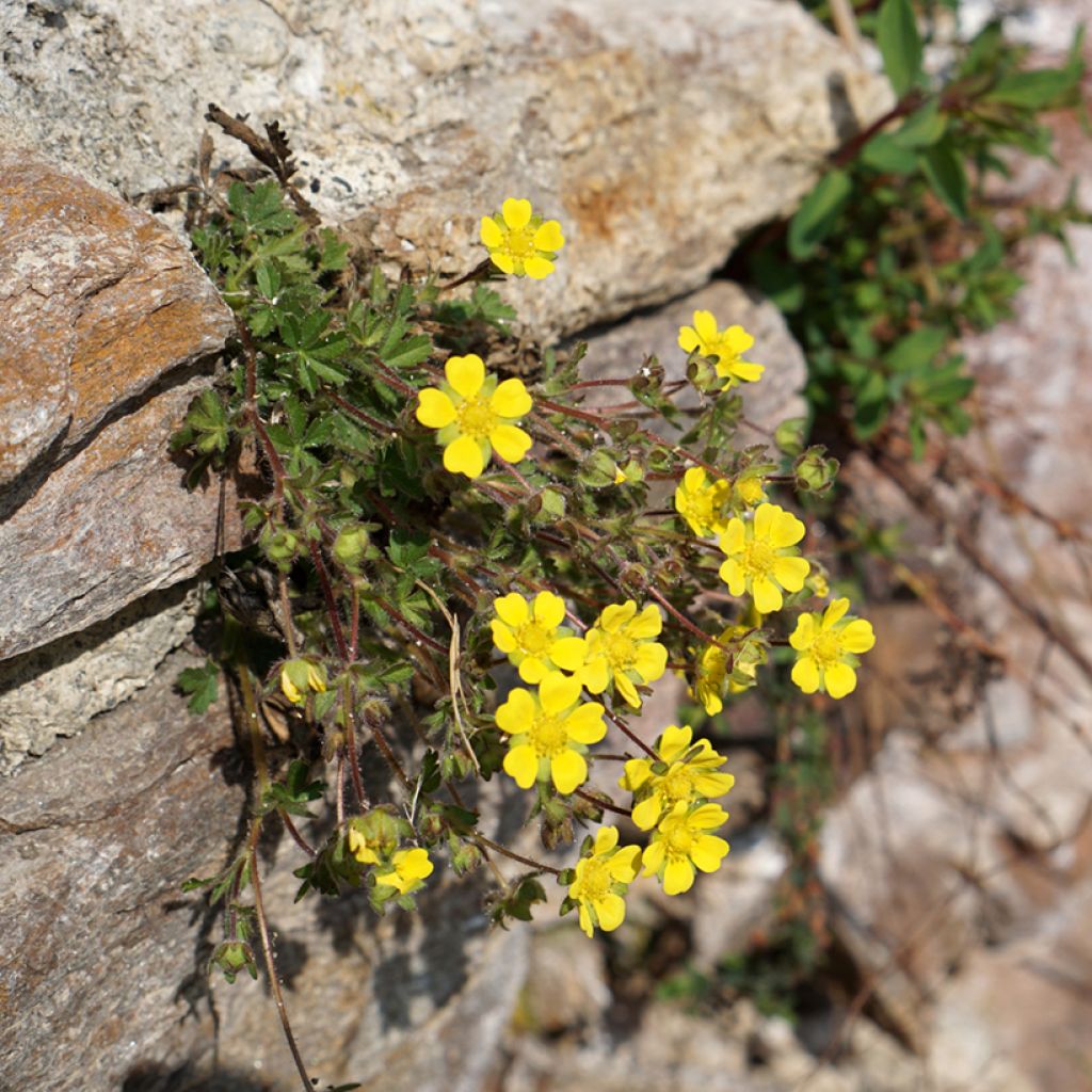Pikkuhanhikki - Potentilla verna (viridis)