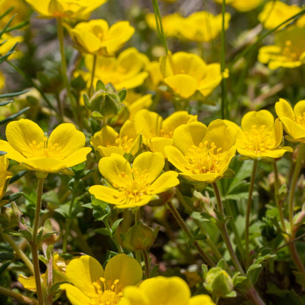 Pikkuhanhikki - Potentilla verna (viridis)