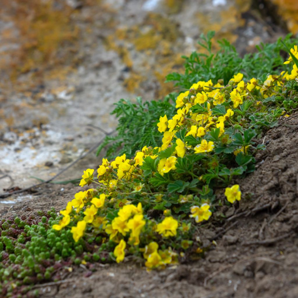 Pikkuhanhikki - Potentilla verna (viridis)