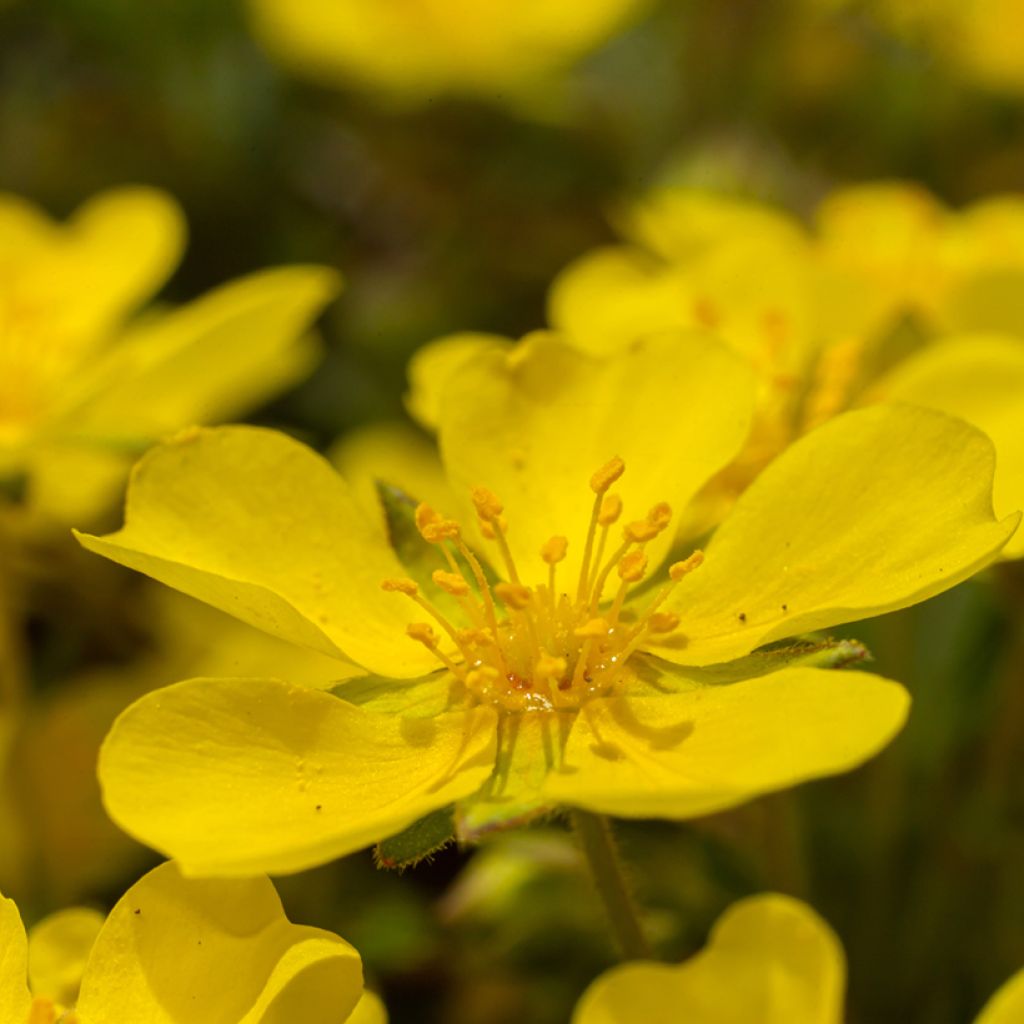 Pikkuhanhikki - Potentilla verna (viridis)