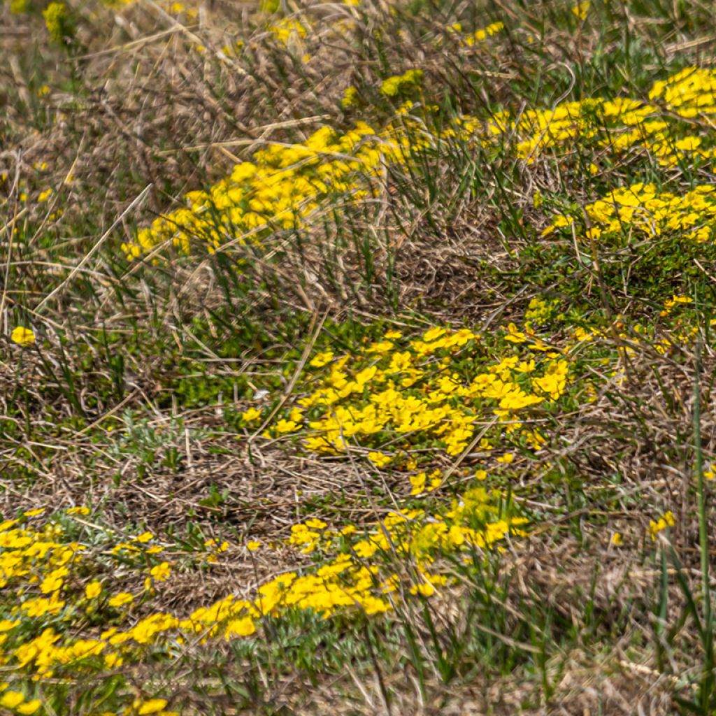 Pikkuhanhikki - Potentilla verna (viridis)