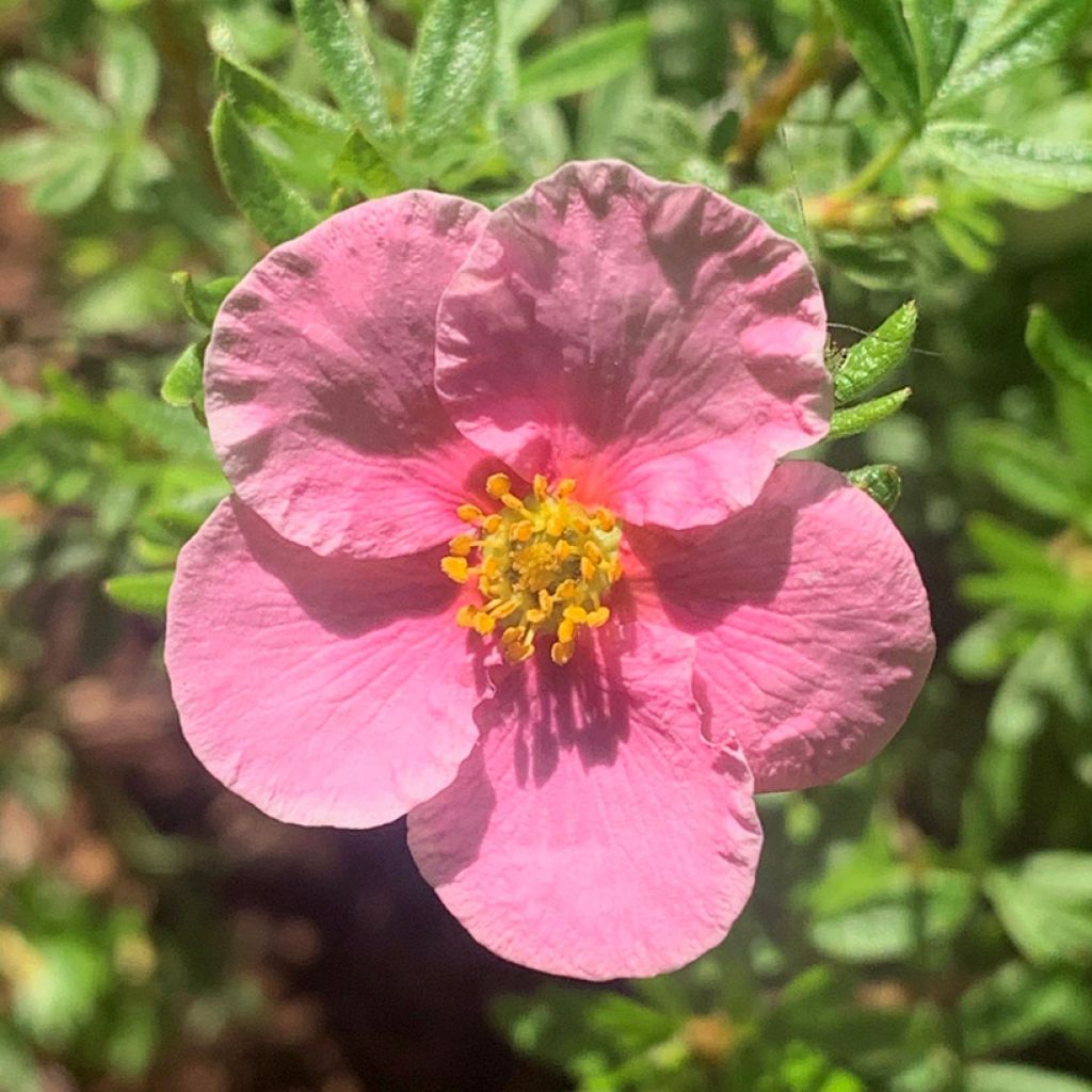 Pensashanhikki Bella Rosa