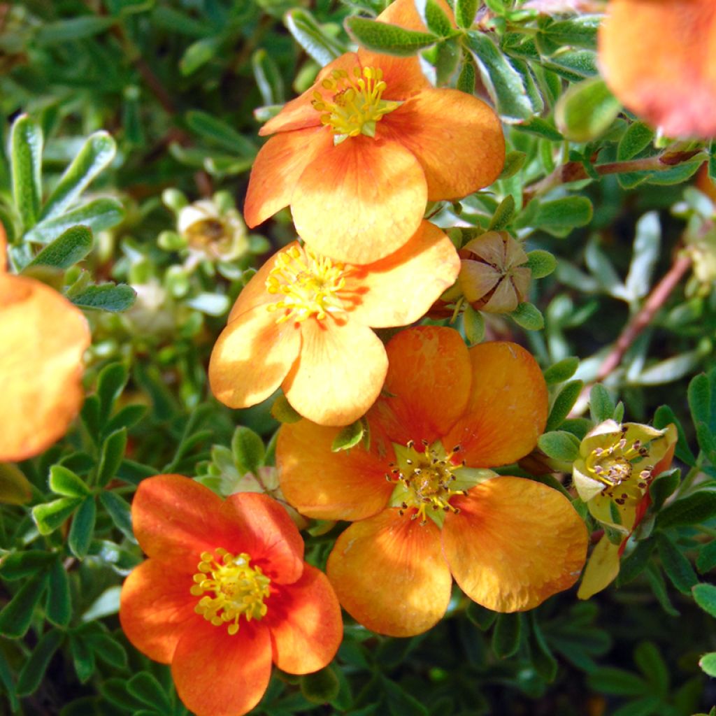 Pensashanhikki Hopley's Orange