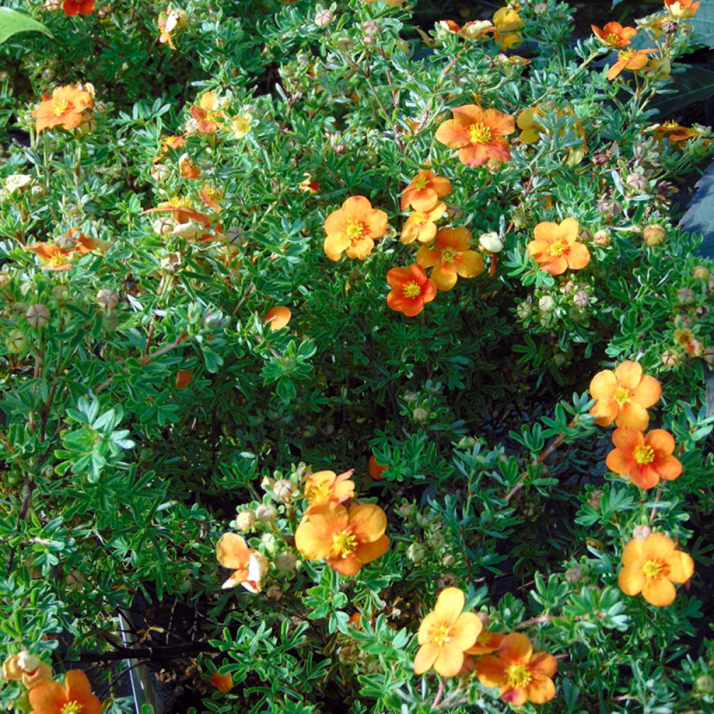 Pensashanhikki Hopley's Orange