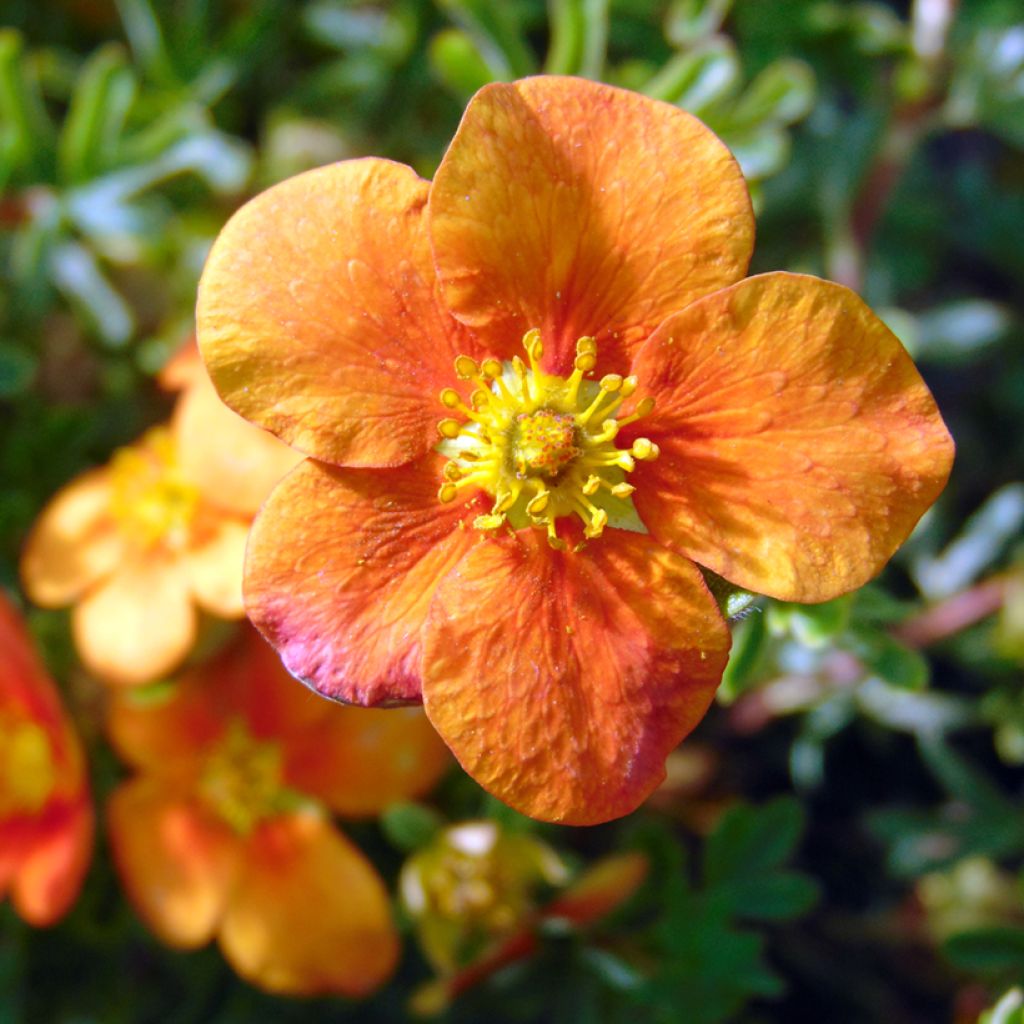Pensashanhikki Hopley's Orange