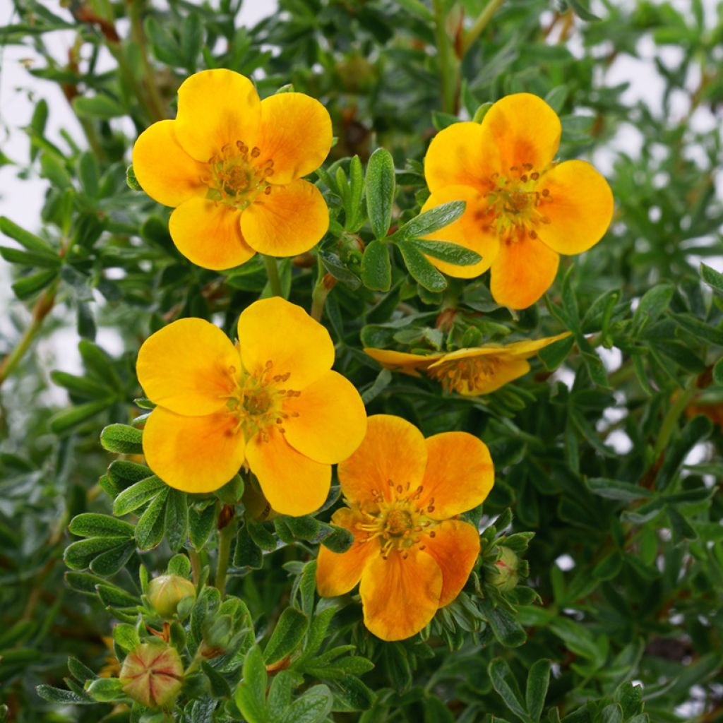 Pensashanhikki Hopley's Orange