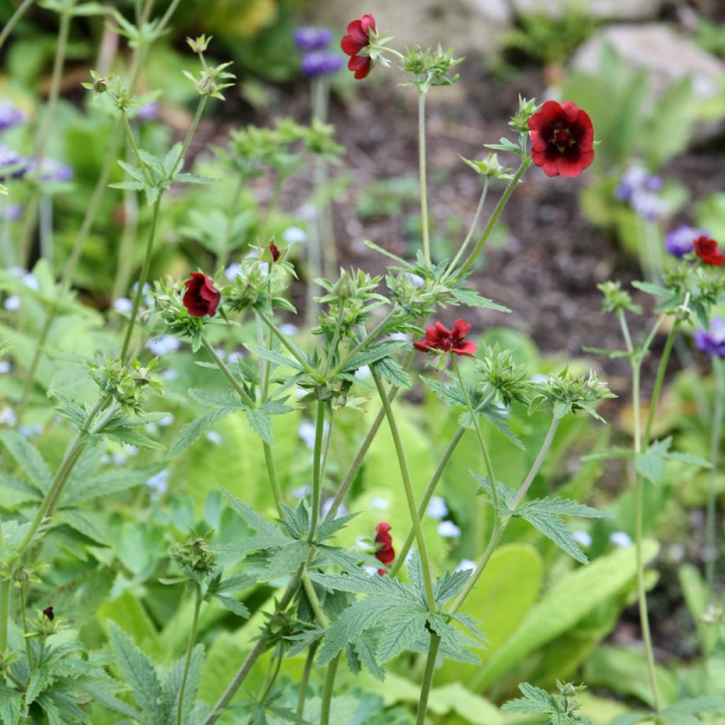 Verihanhikki - Potentilla atrosanguinea