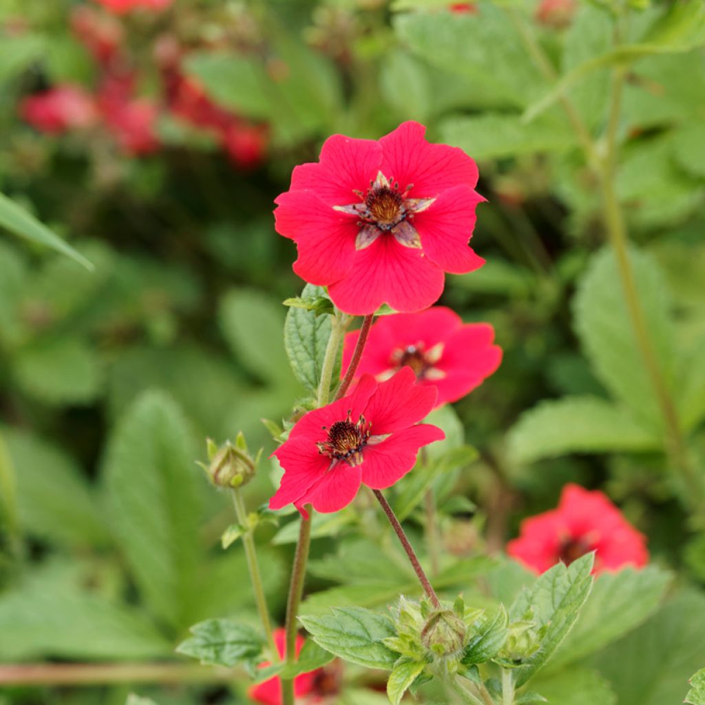 Verihanhikki Gibson s Scarlet