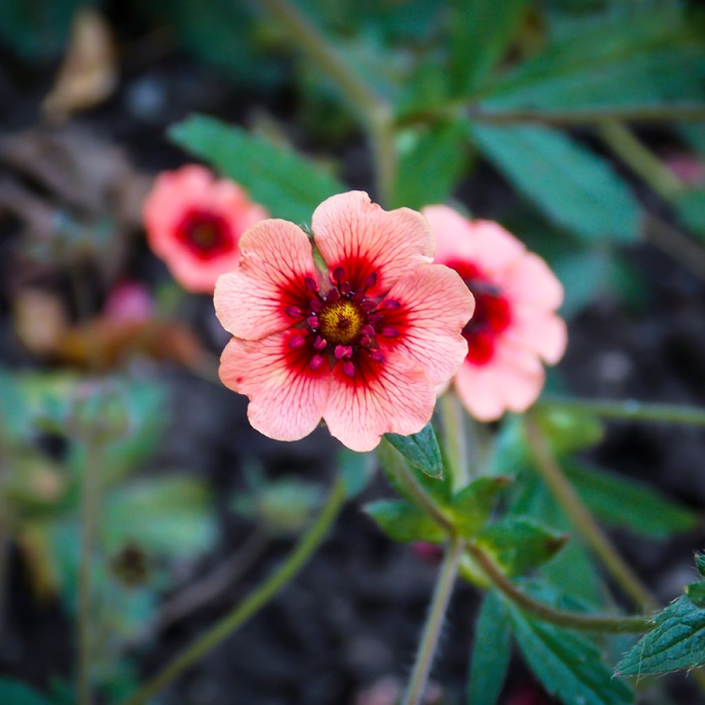 Pensashanhikki - Potentilla hopwoodiana