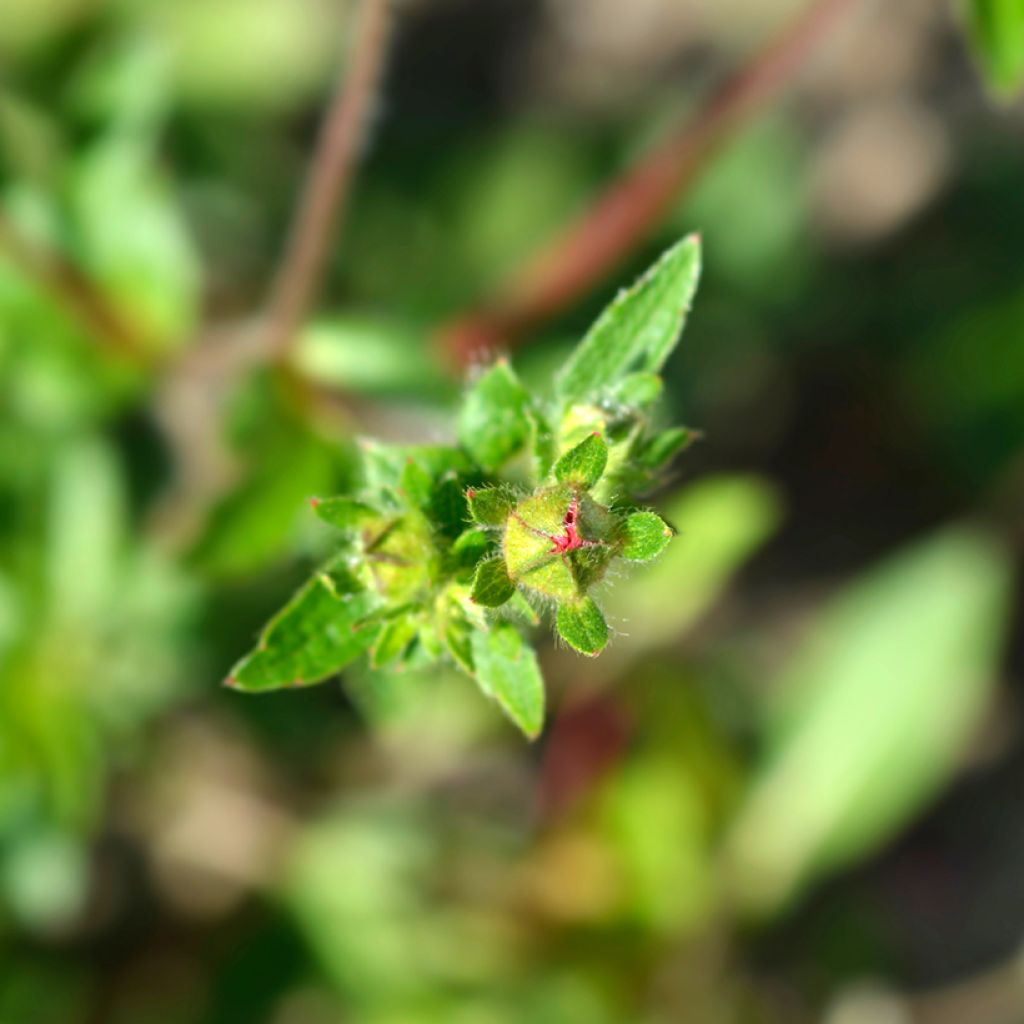 Pensashanhikki - Potentilla hopwoodiana