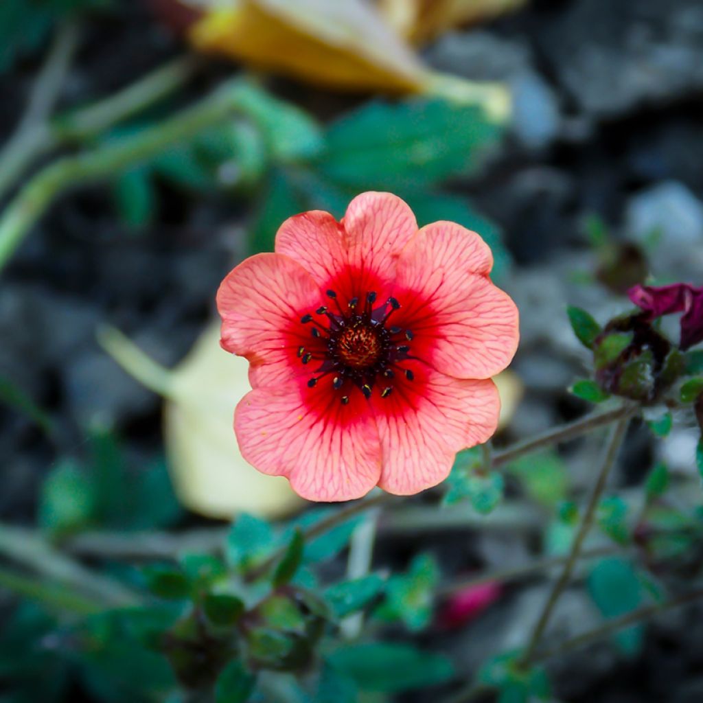 Pensashanhikki - Potentilla hopwoodiana