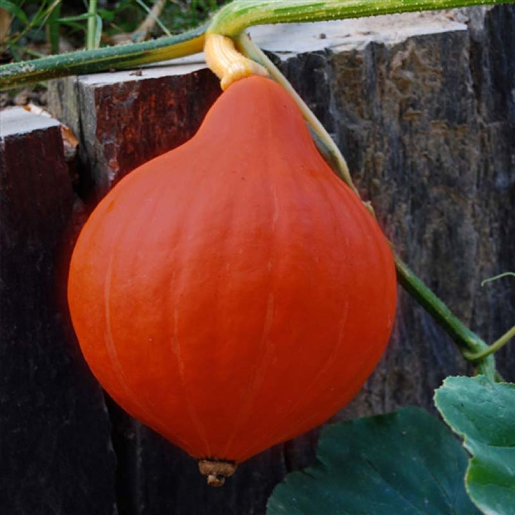 Talvikurpitsa Red Kuri luomu - Ferme de Sainte Marthe