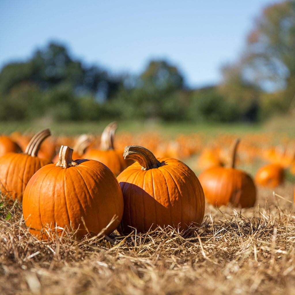 Jättiläiskurpitsa Jack O'Lantern