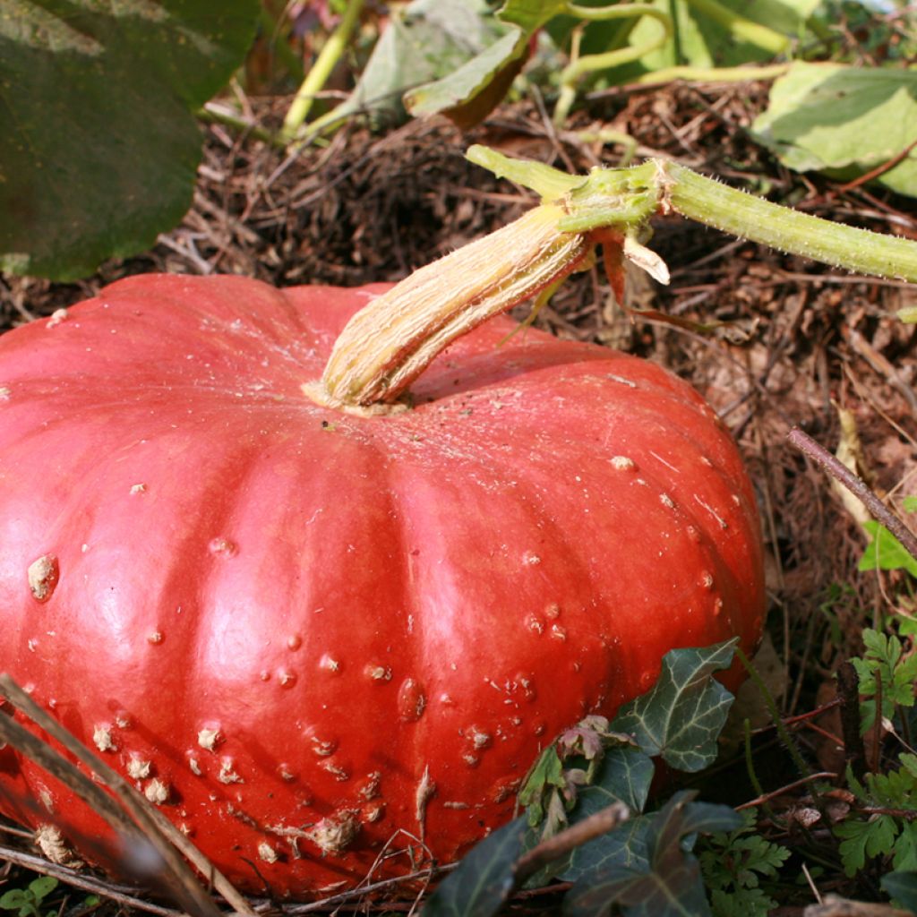 Jättikurpitsa Rouge Vif d'Etampes