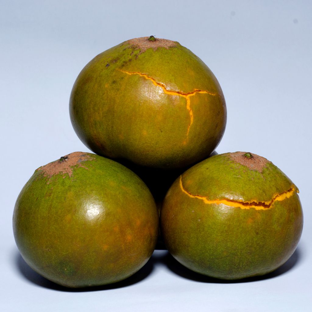 Lukuma - Pouteria obovata