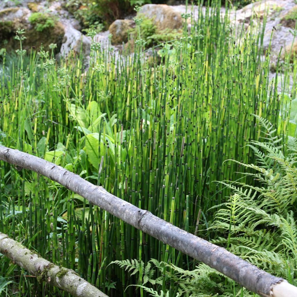 Kangaskorte - Equisetum hyemale