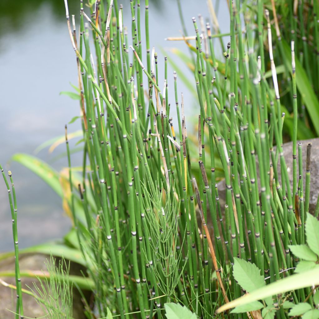 Kangaskorte - Equisetum hyemale
