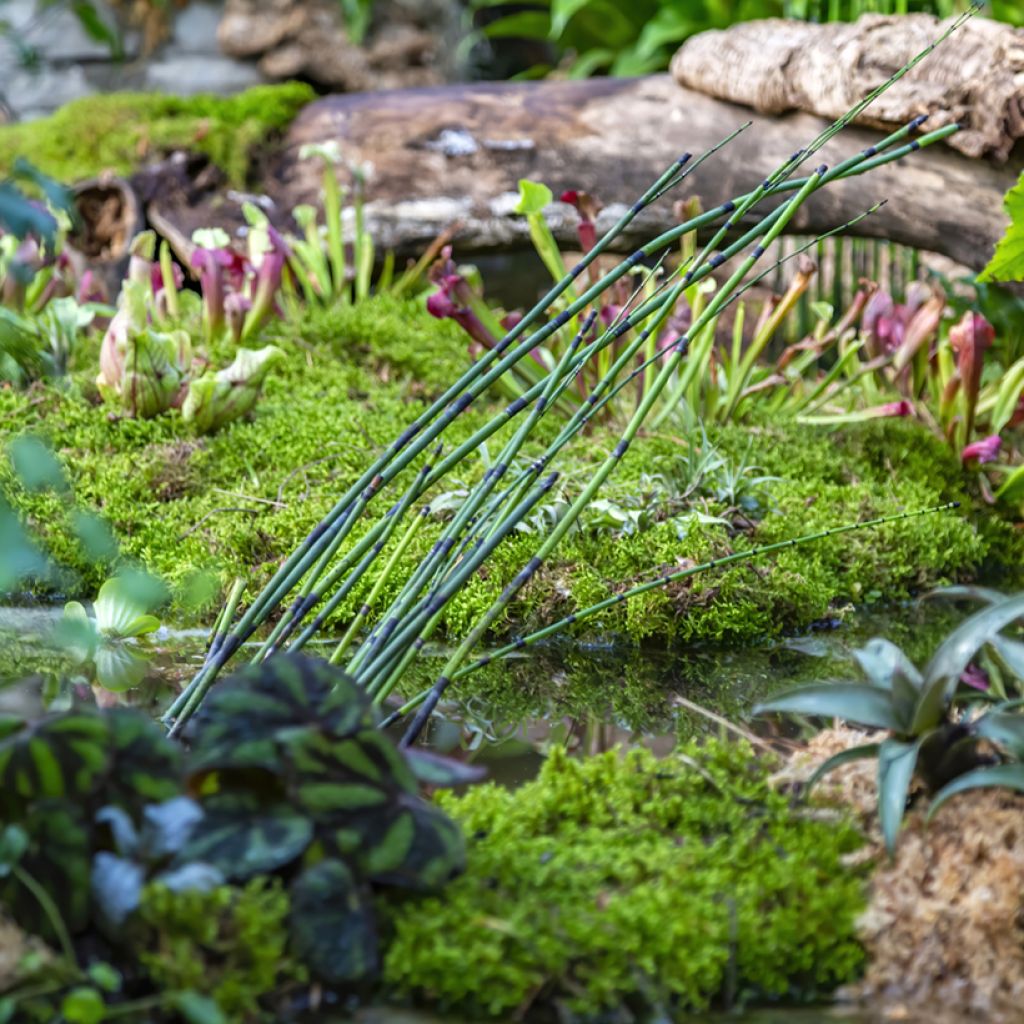 Kangaskorte - Equisetum hyemale