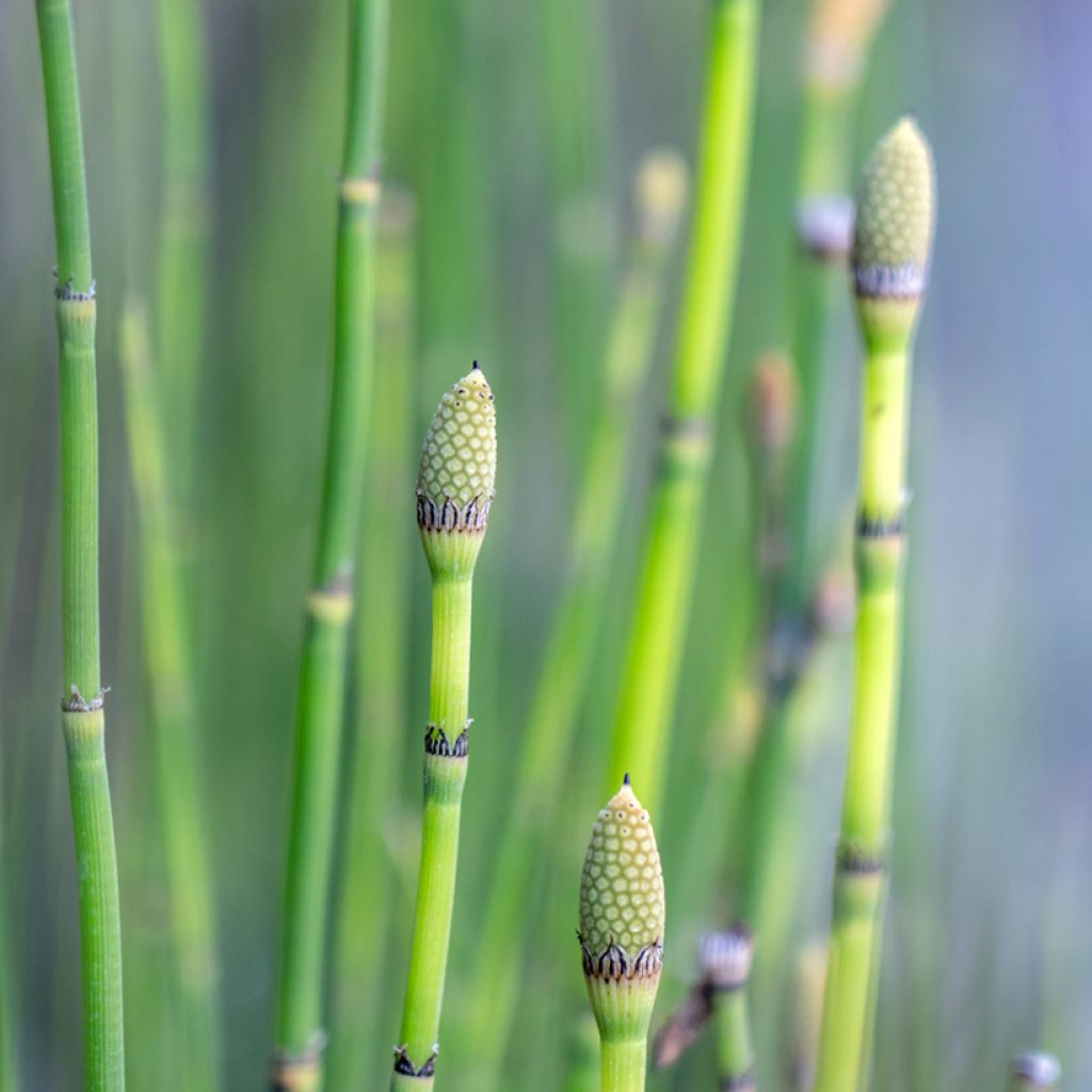 Kangaskorte - Equisetum hyemale