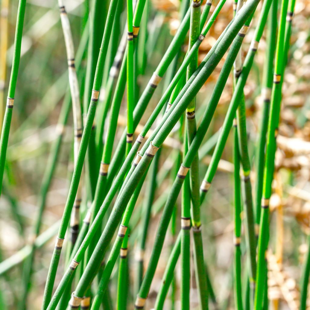 Kangaskorte - Equisetum hyemale