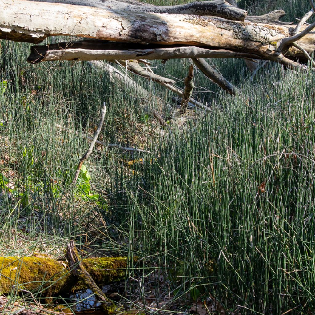 Kangaskorte - Equisetum hyemale
