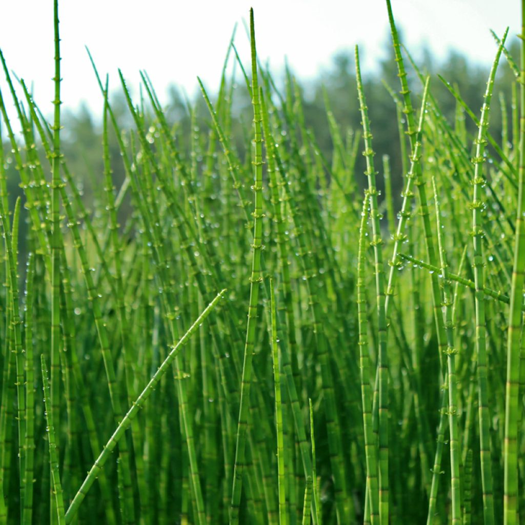 Hentokorte - Equisetum scirpoides