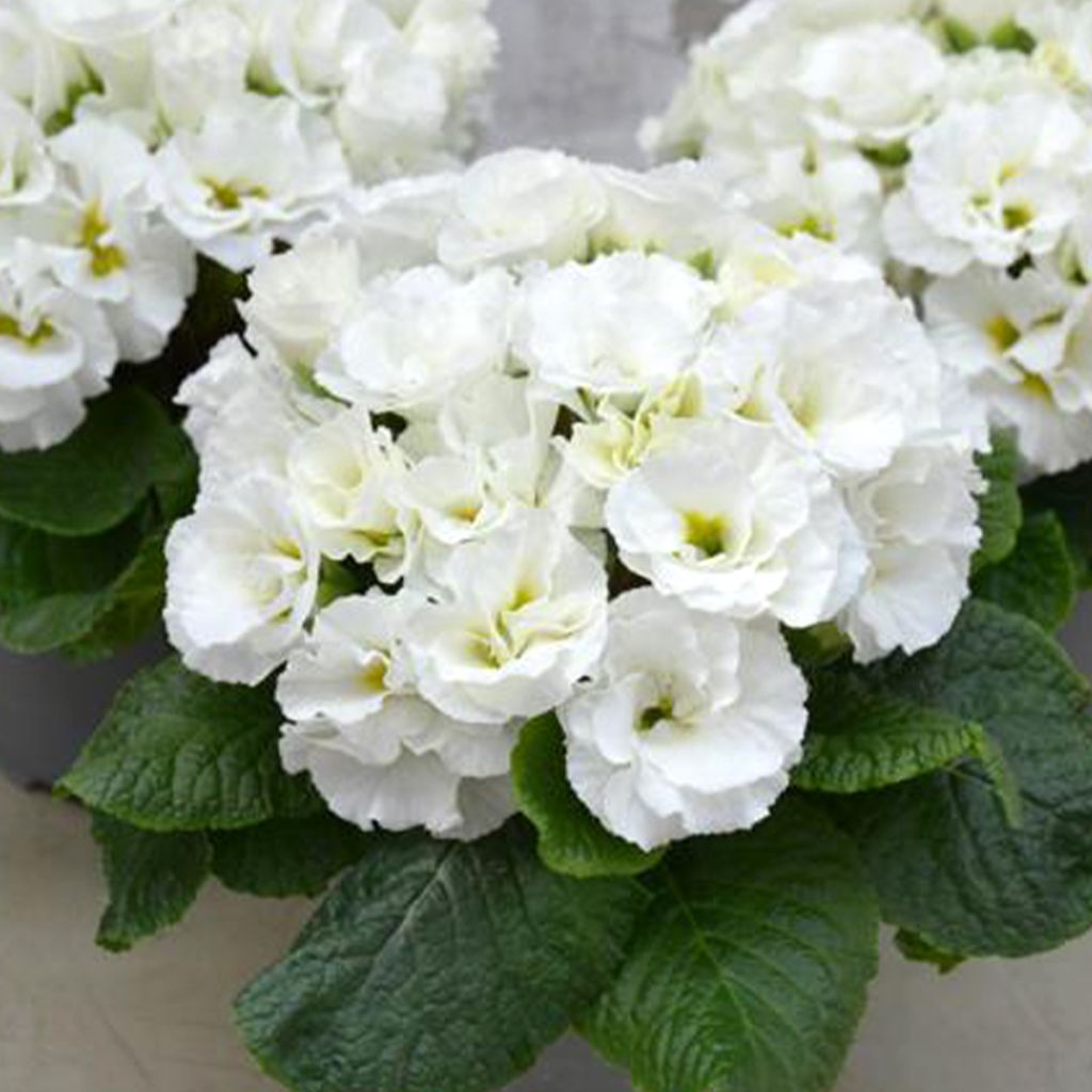 Kääpiöesikko Frilly White