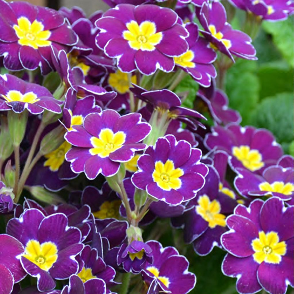 Loistokevätesikko Late Twinkle Violet